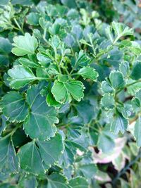 Close-up of fresh green plants