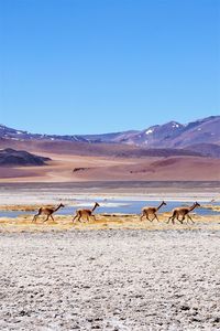 Flock of birds in desert against clear blue sky