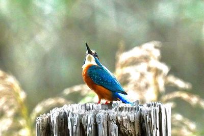 Close-up of bird perching on wooden post