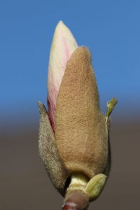 Close-up of pink flower buds against clear blue sky