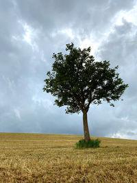 Tree on field against sky