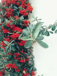 Close-up of red flowering plant