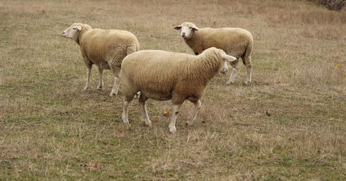 Sheep in a field