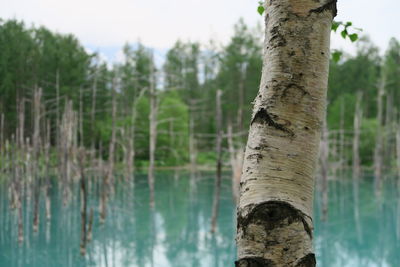 Close-up of tree trunk by lake in forest