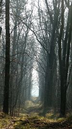 Low angle view of trees in forest