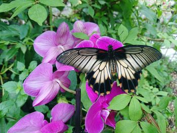 Close-up of butterfly on purple coneflower blooming outdoors