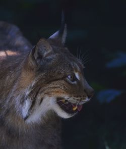 Close-up of cat looking away