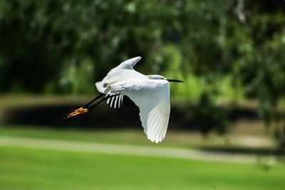 White bird flying