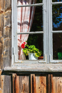 Window with a blooming geranium flower