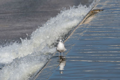 High angle view of man swimming in sea