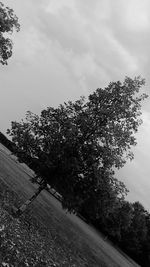 Trees against cloudy sky