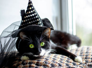 A black cat in a witch's hat is lying on a pillow by the concept of halloween.