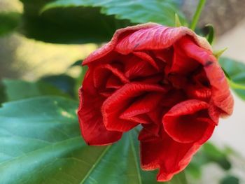 Close-up of red rose