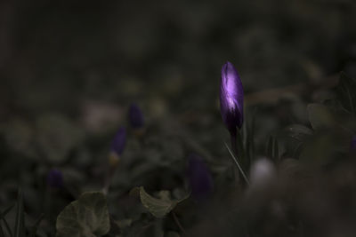 Close-up of purple flowers