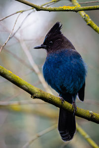 Close-up of bird perching on branch