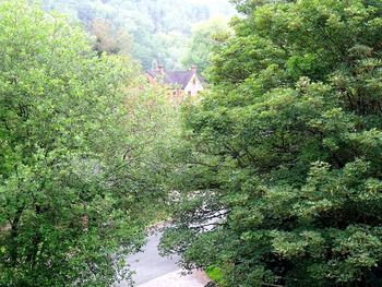 Scenic view of forest