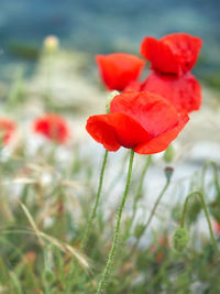 Close-up of red poppy flower on field