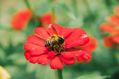 Close-up of bee pollinating on red flower