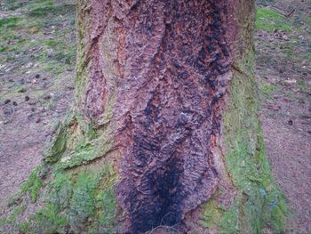 Close-up of lizard on tree trunk in forest