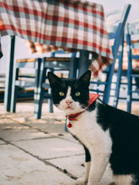 Close-up of a cat looking away