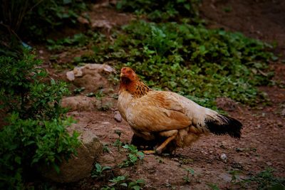 View of a hen on field