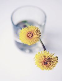 Close-up of yellow flowers over white background