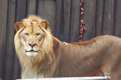 Close-up of lion