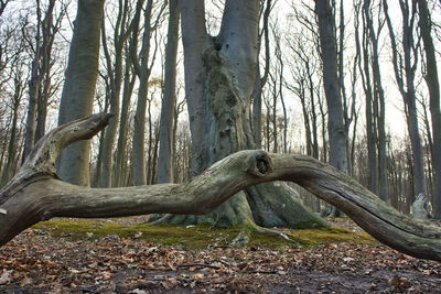 Trees in forest