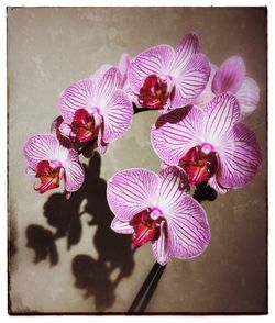 Close-up of flowers