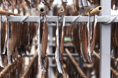 Close-up of drying fishes which are herrings and saury