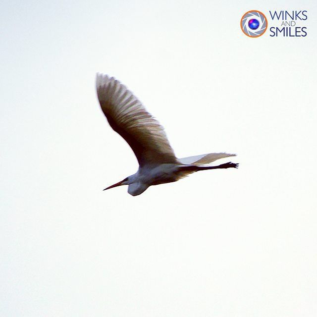 bird, flying, animal themes, animals in the wild, spread wings, wildlife, mid-air, one animal, clear sky, low angle view, seagull, copy space, full length, nature, freedom, motion, on the move, no people, day, flight