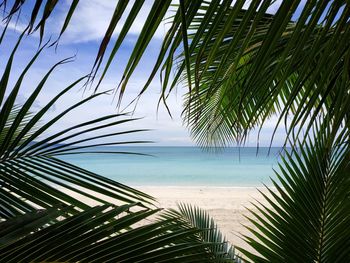 Palm tree by sea against sky