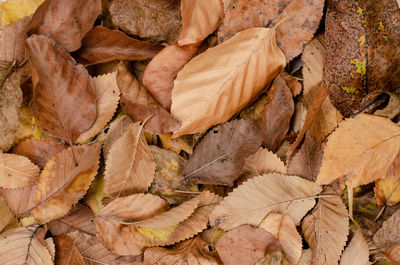 Full frame shot of dried leaves