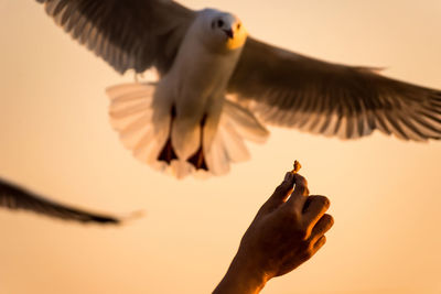 Close-up of cropped hand feeding seagull during sunset