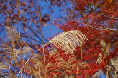 Close-up of plants growing on field