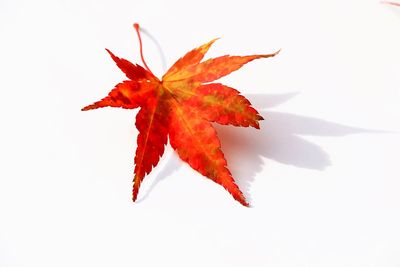 Close-up of red maple leaf