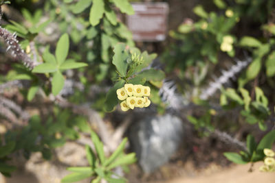 Close-up of yellow flowering plant