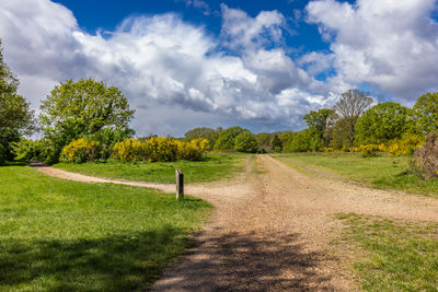 Trees on field against sky