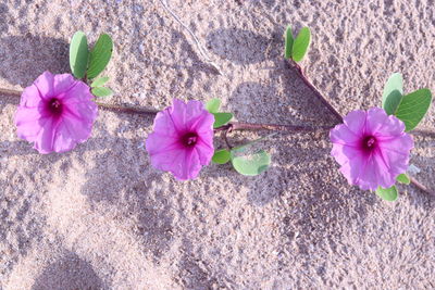 High angle view of pink flowering plants on land