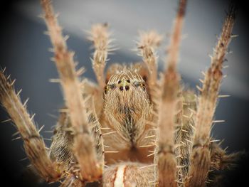 Close-up of european garden spider