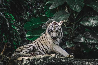 White tiger relaxing on rock in forest