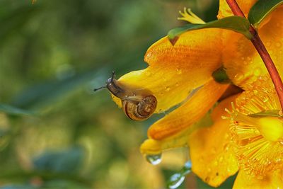 Close-up of snail on wet yellow flower