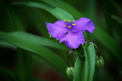 Close-up of purple flowering plant