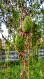 Close-up of tree growing in forest