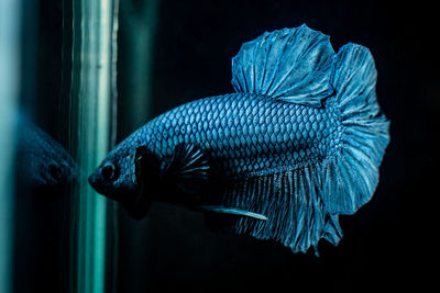 Close-up of fish swimming in aquarium