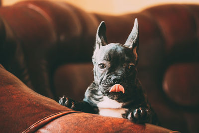 Close-up of dog sitting on sofa