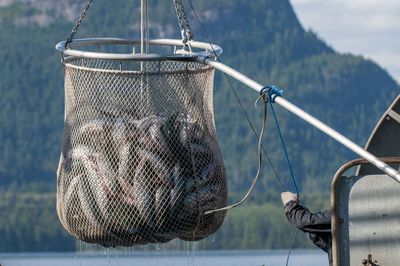 Close-up of fish in net