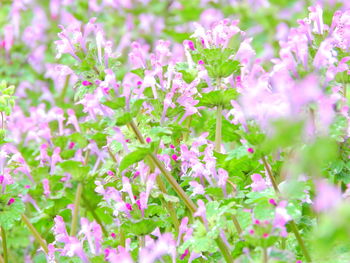 Close-up of pink flowers