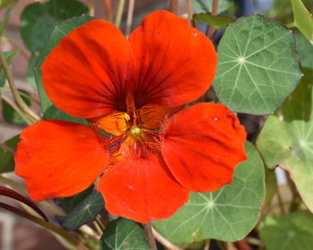 Close-up of red flowers