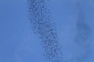 Low angle view of birds flying over sea